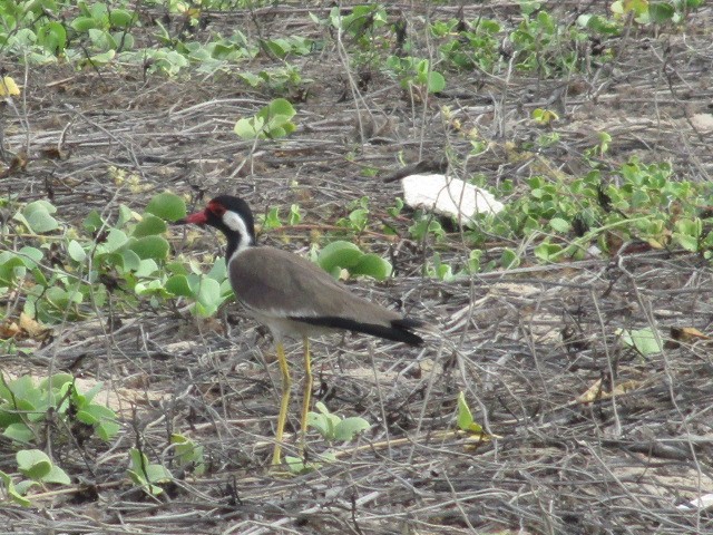 Red-wattled Lapwing - ML55581701