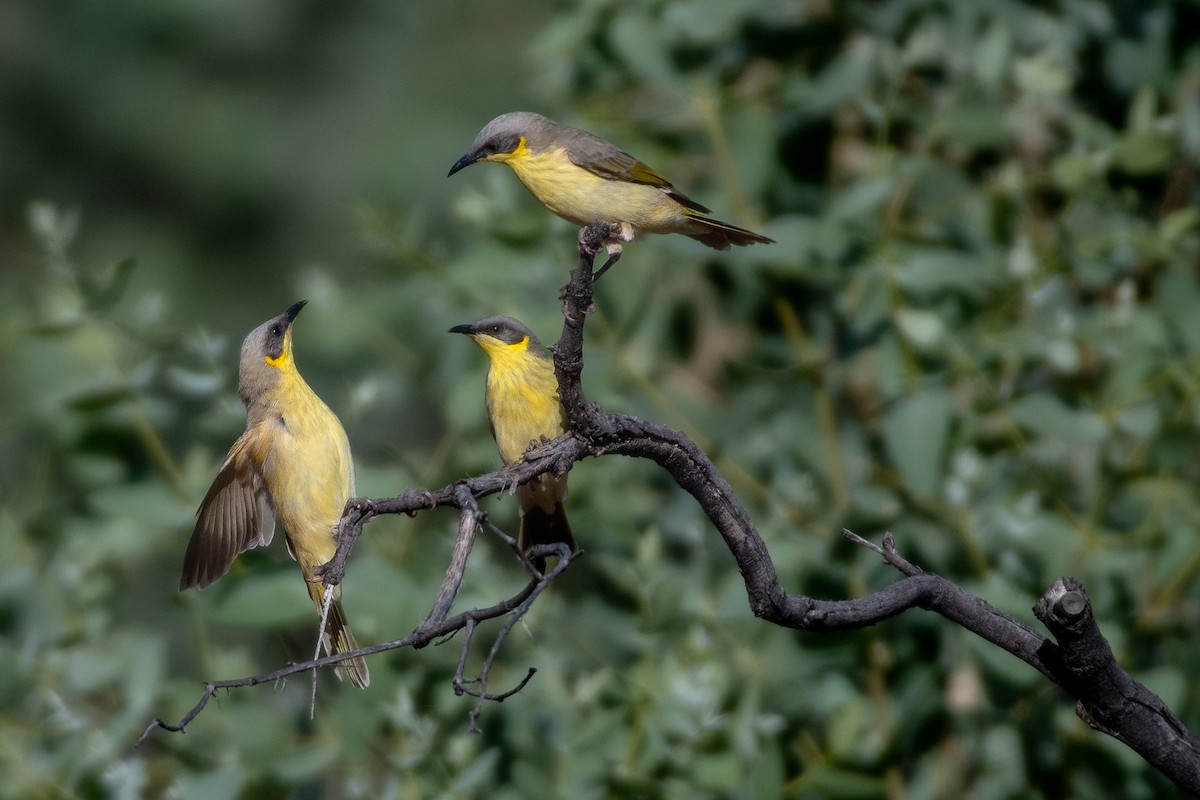 Gray-headed Honeyeater - Tim Henderson