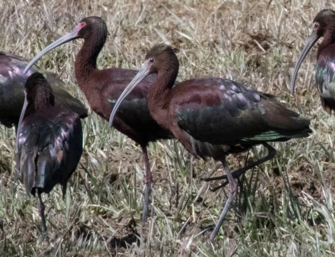 Glossy x White-faced Ibis (hybrid) - ML555817931