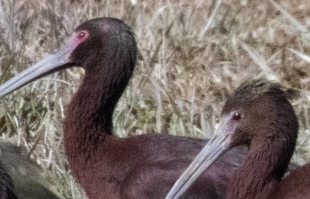 Glossy x White-faced Ibis (hybrid) - ML555818111