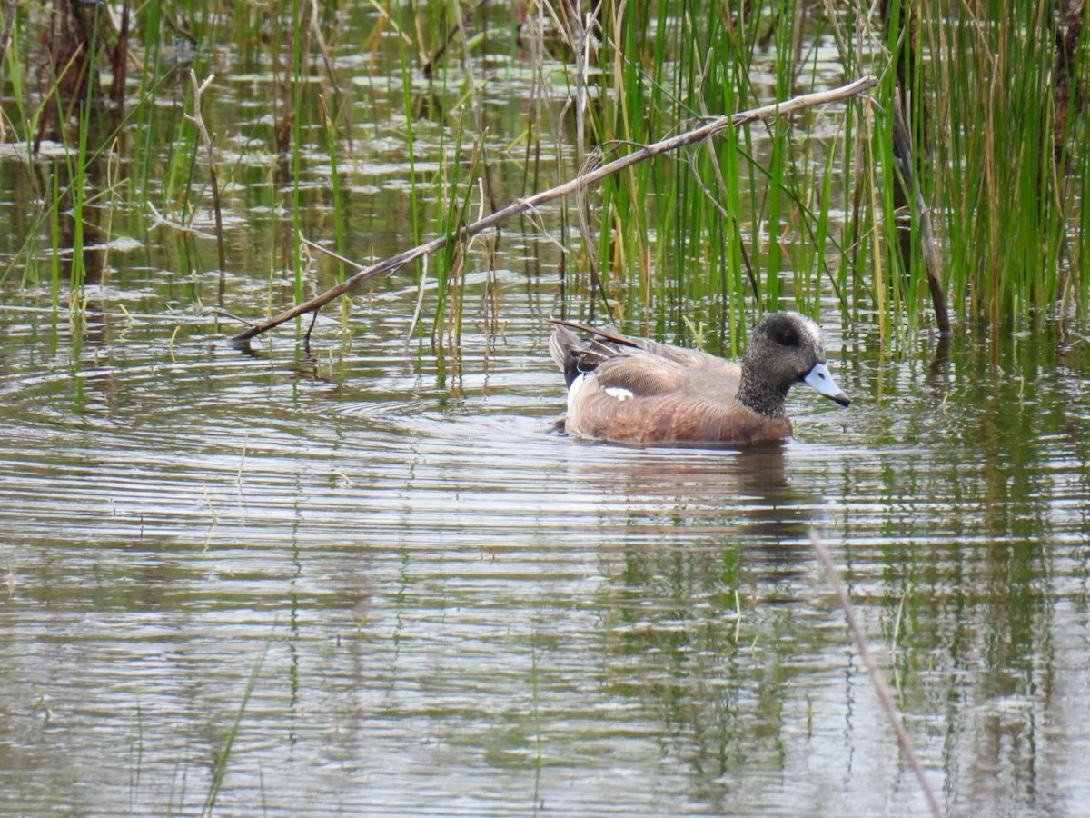 American Wigeon - Logan Wilson