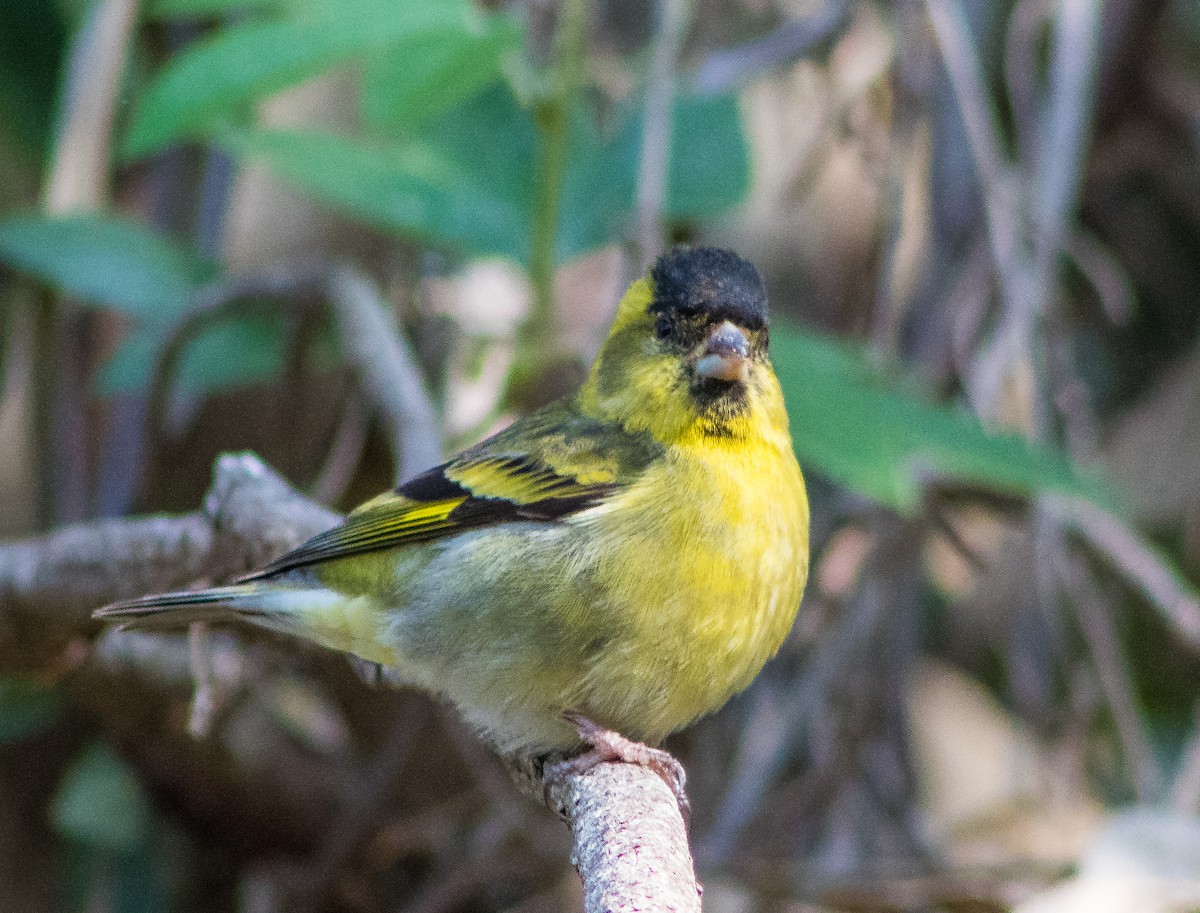 Black-chinned Siskin - ML555818781