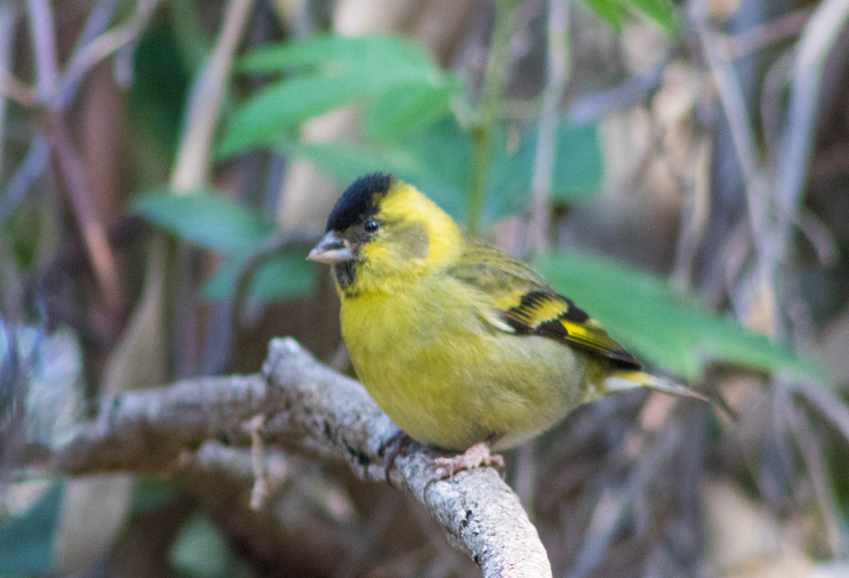 Black-chinned Siskin - ML555818801