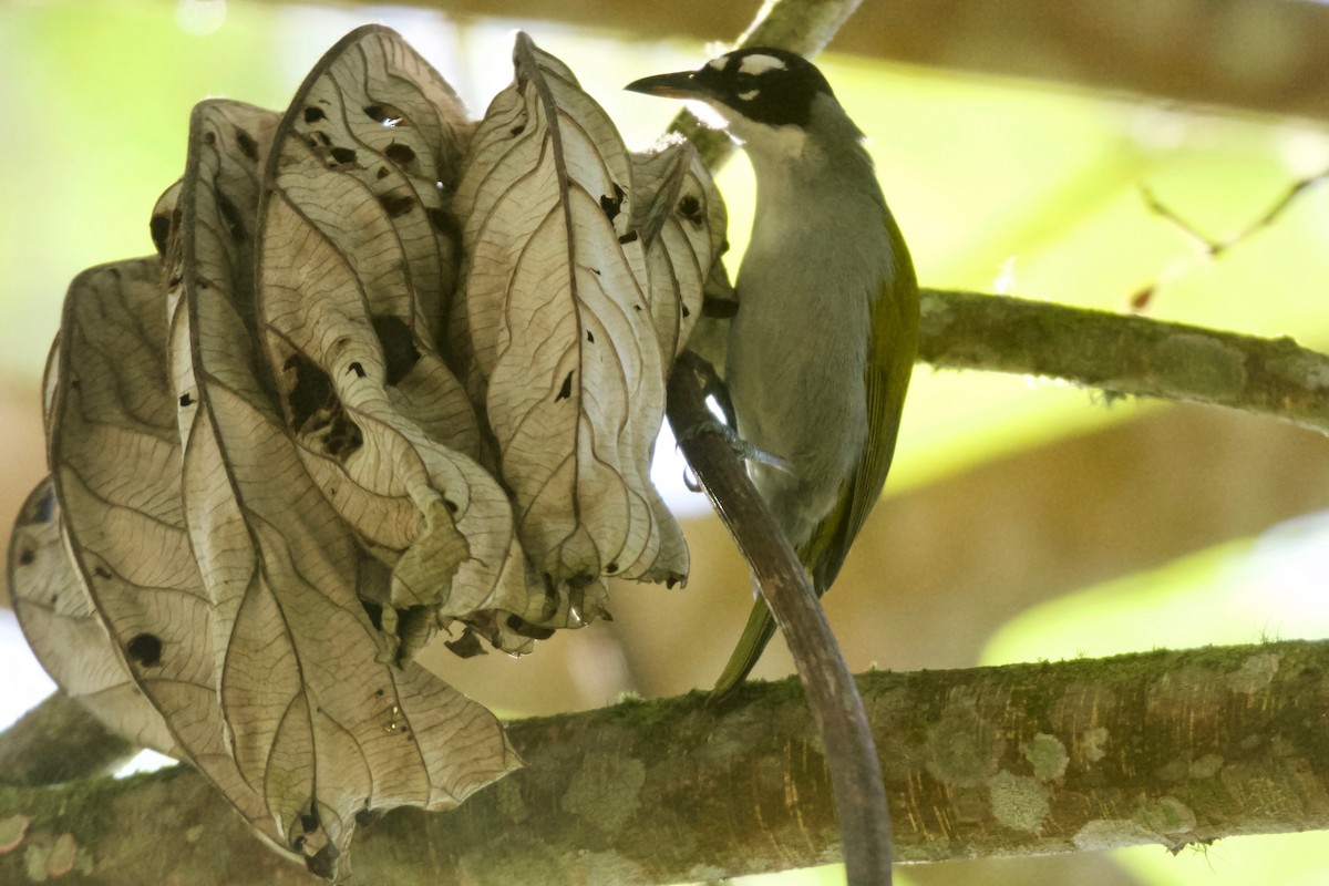 Black-crowned Palm-Tanager - ML555819441