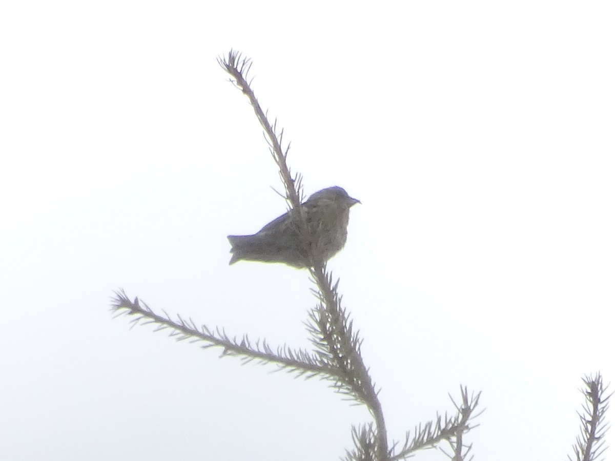 Red Crossbill - Shey Claflin