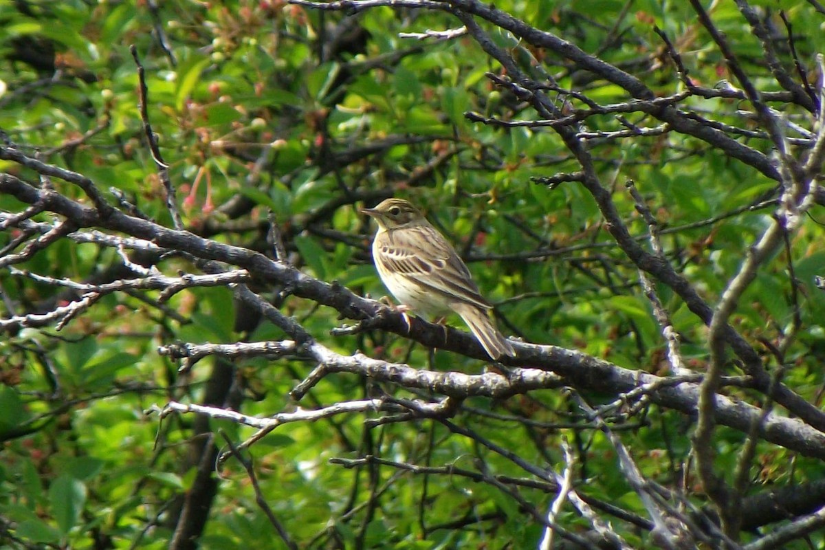 Tree Pipit - ML55582051