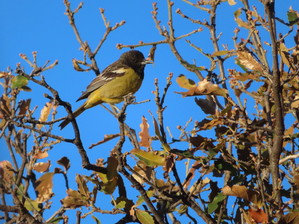 Scott's Oriole - ML555822621
