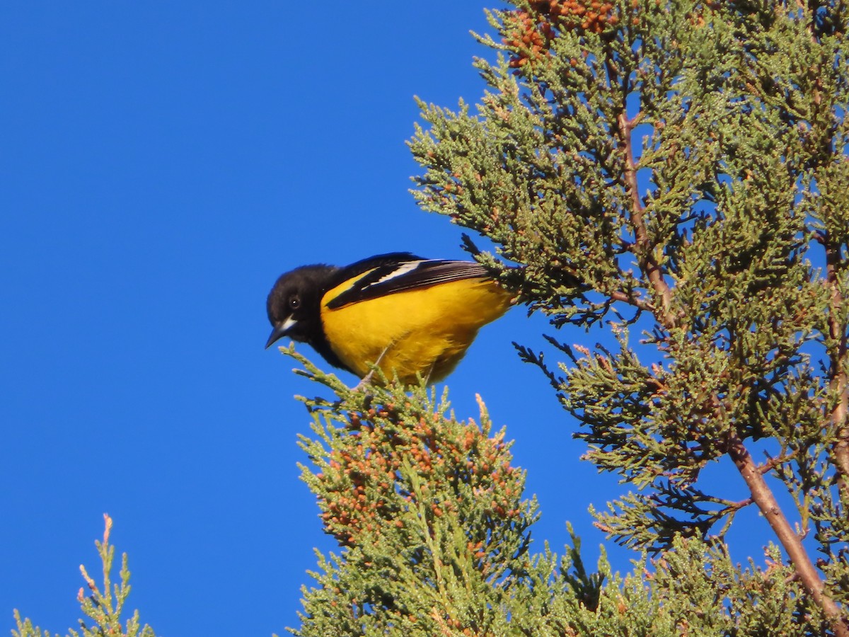 Scott's Oriole - ML555822631