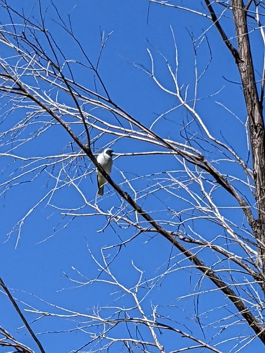 Masked Woodswallow - ML555822711