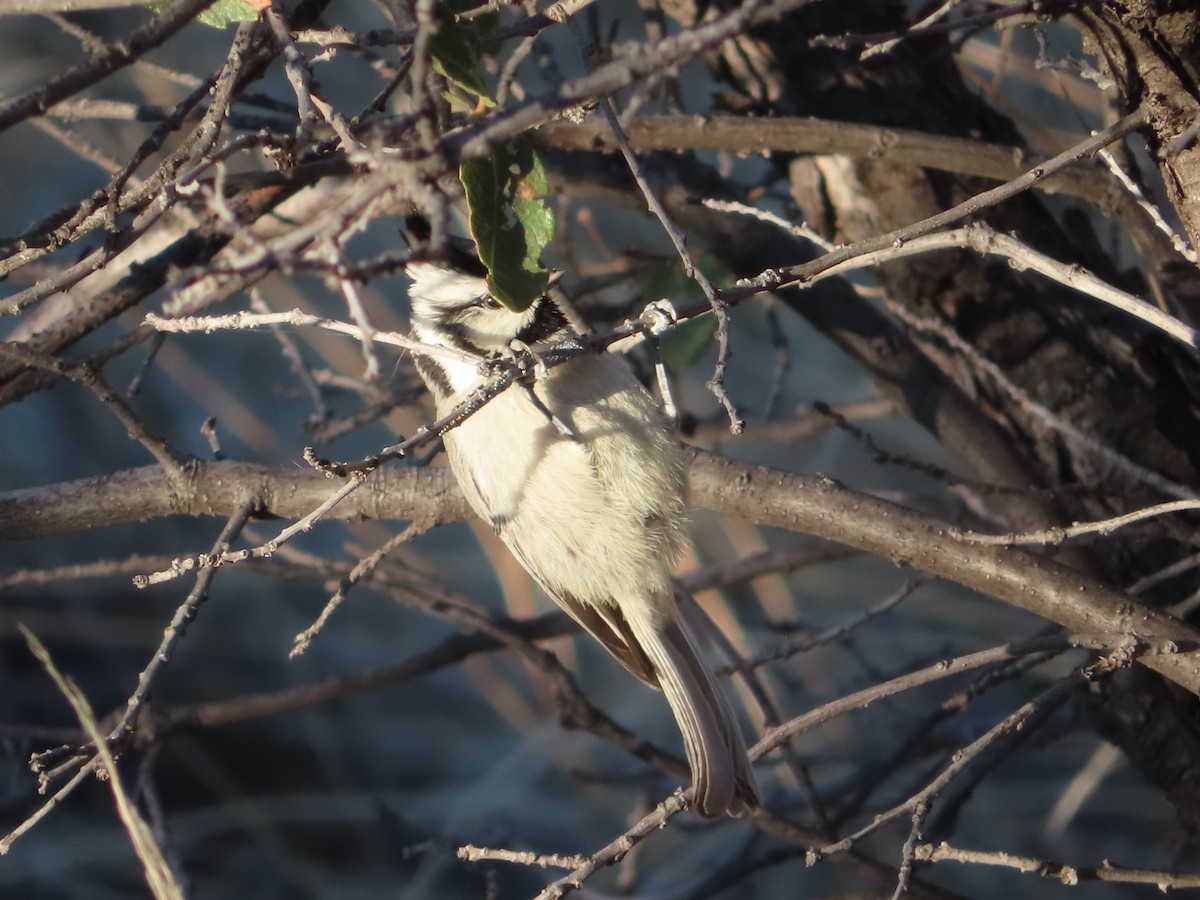 Bridled Titmouse - ML555822981