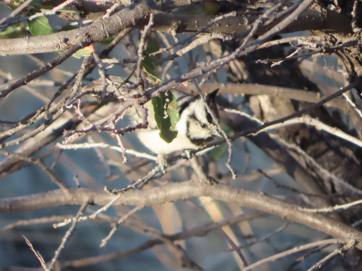 Bridled Titmouse - ML555822991
