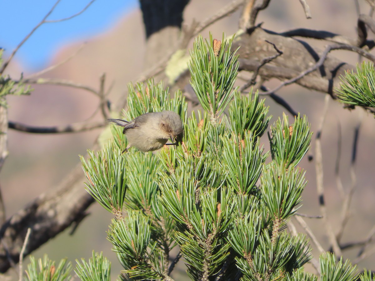 Bushtit - ML555823201