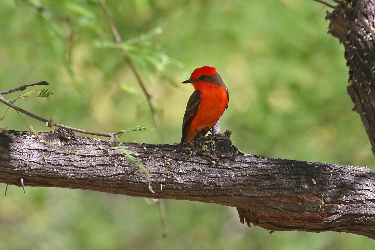 Vermilion Flycatcher - ML55582321