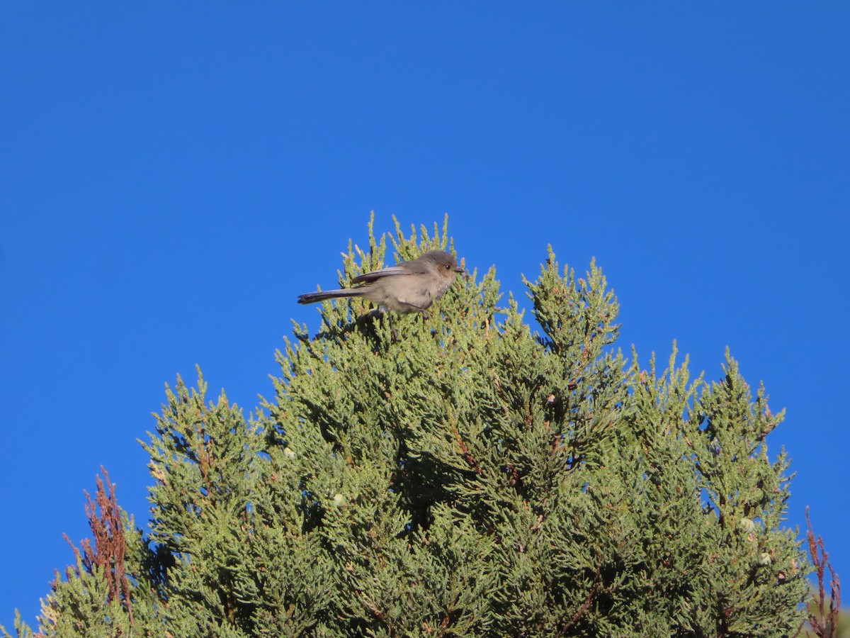 Bushtit - ML555823211