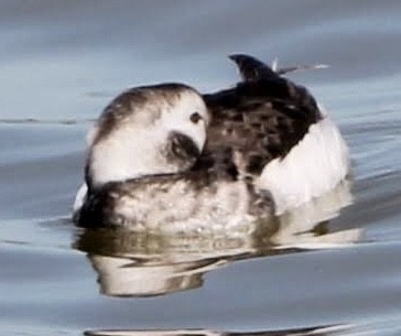Long-tailed Duck - Lawrence Seeberger