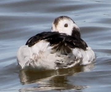 Long-tailed Duck - ML555823421