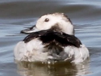 Long-tailed Duck - ML555823431