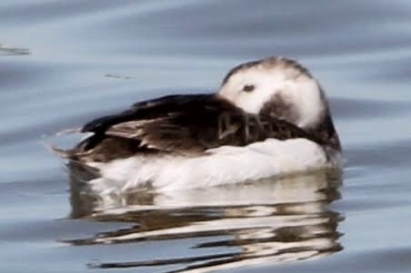 Long-tailed Duck - ML555823441