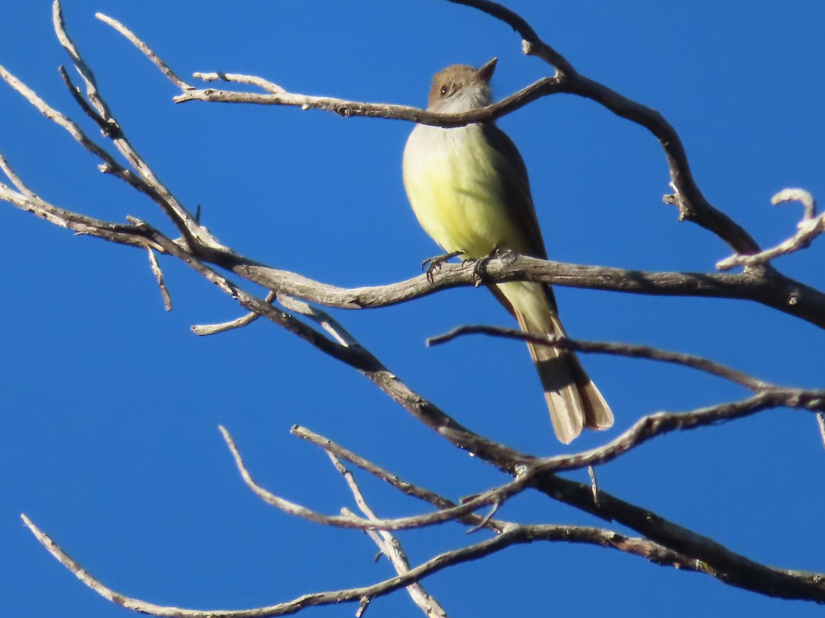 Dusky-capped Flycatcher - ML555823511