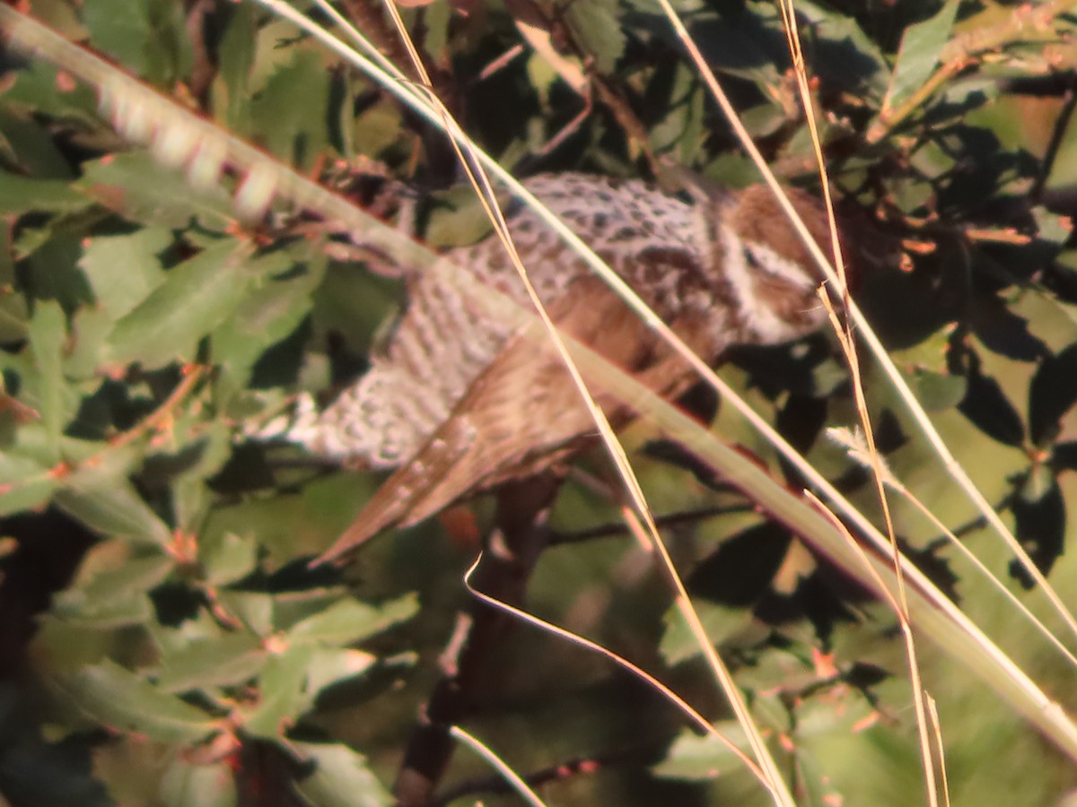Arizona Woodpecker - ML555824391