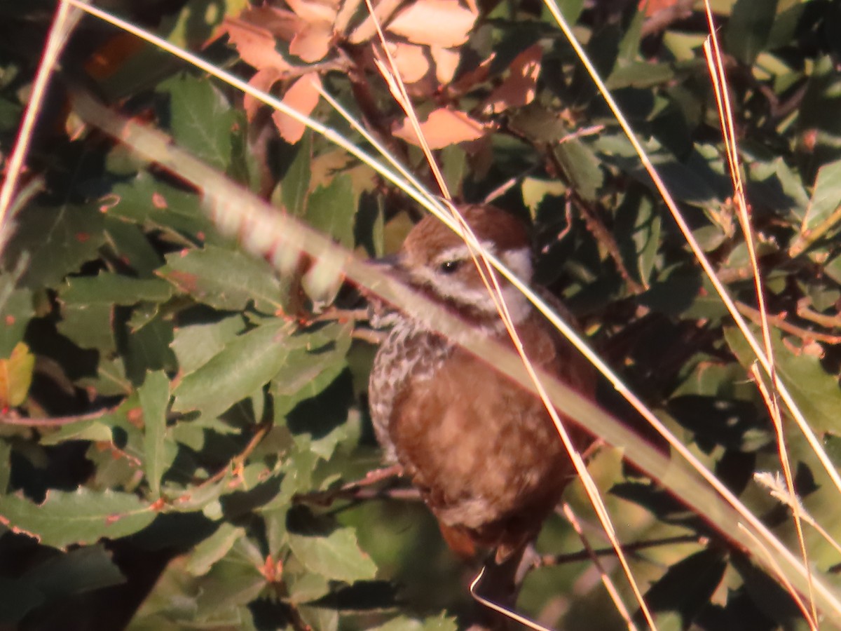 Arizona Woodpecker - ML555824401