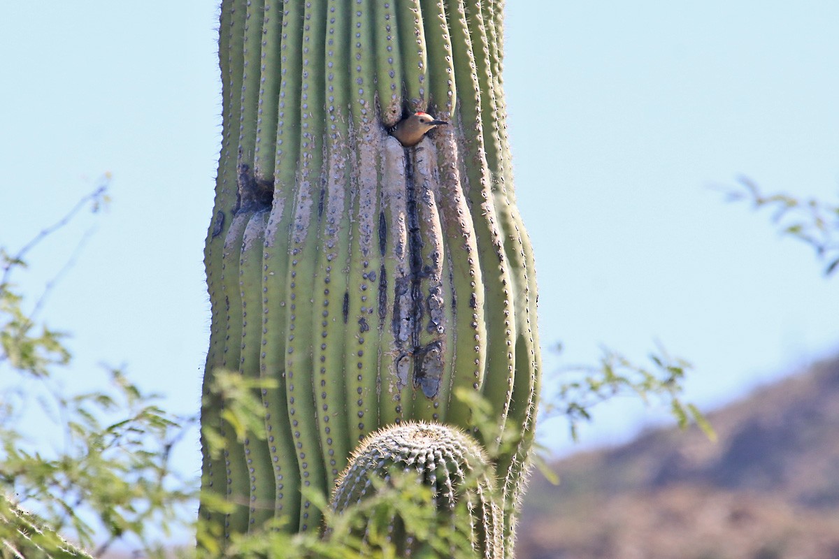 Pic des saguaros - ML55582491
