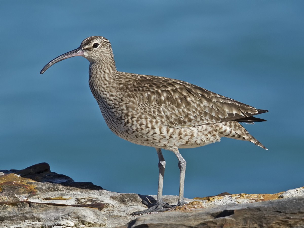 Whimbrel - ML55582581