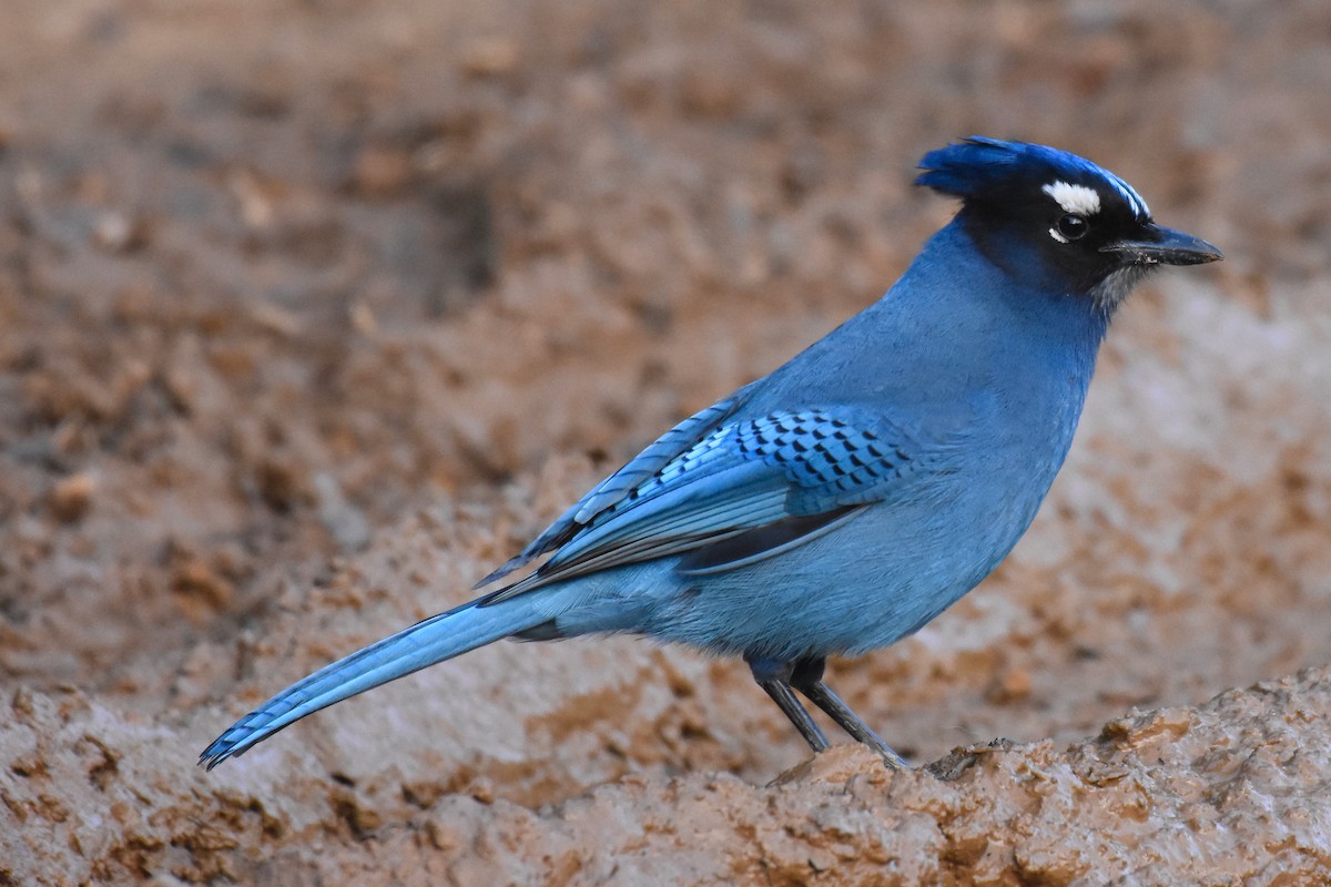 coronata