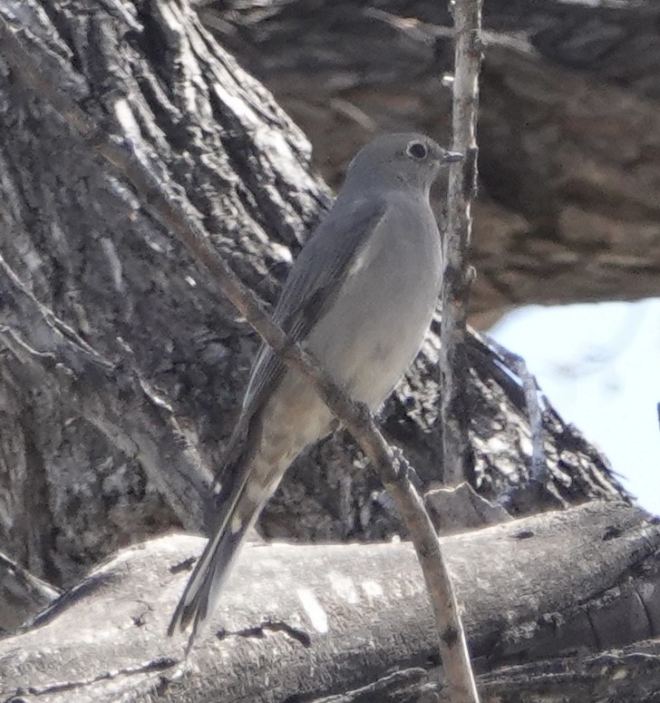 Townsend's Solitaire - ML555826311