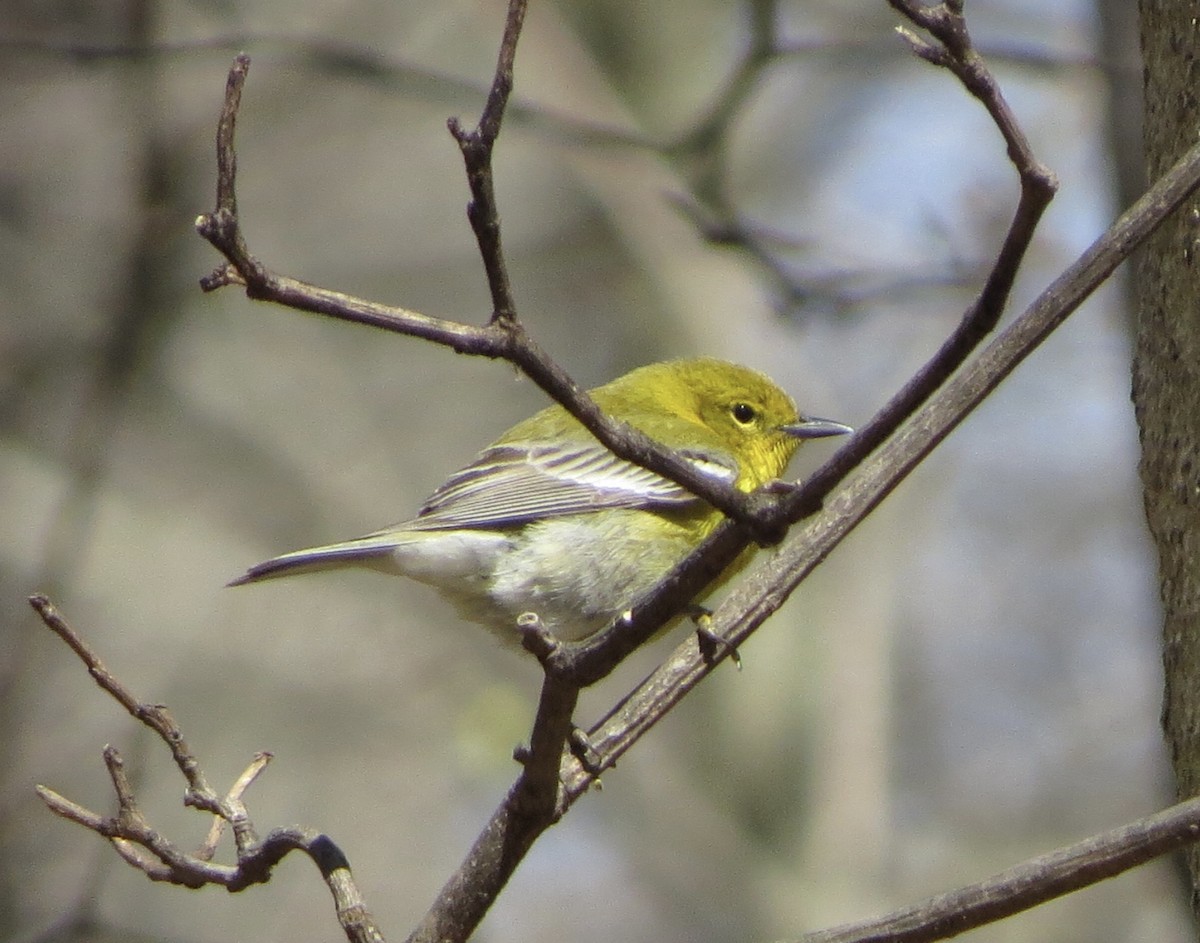 Pine Warbler - ML555826391