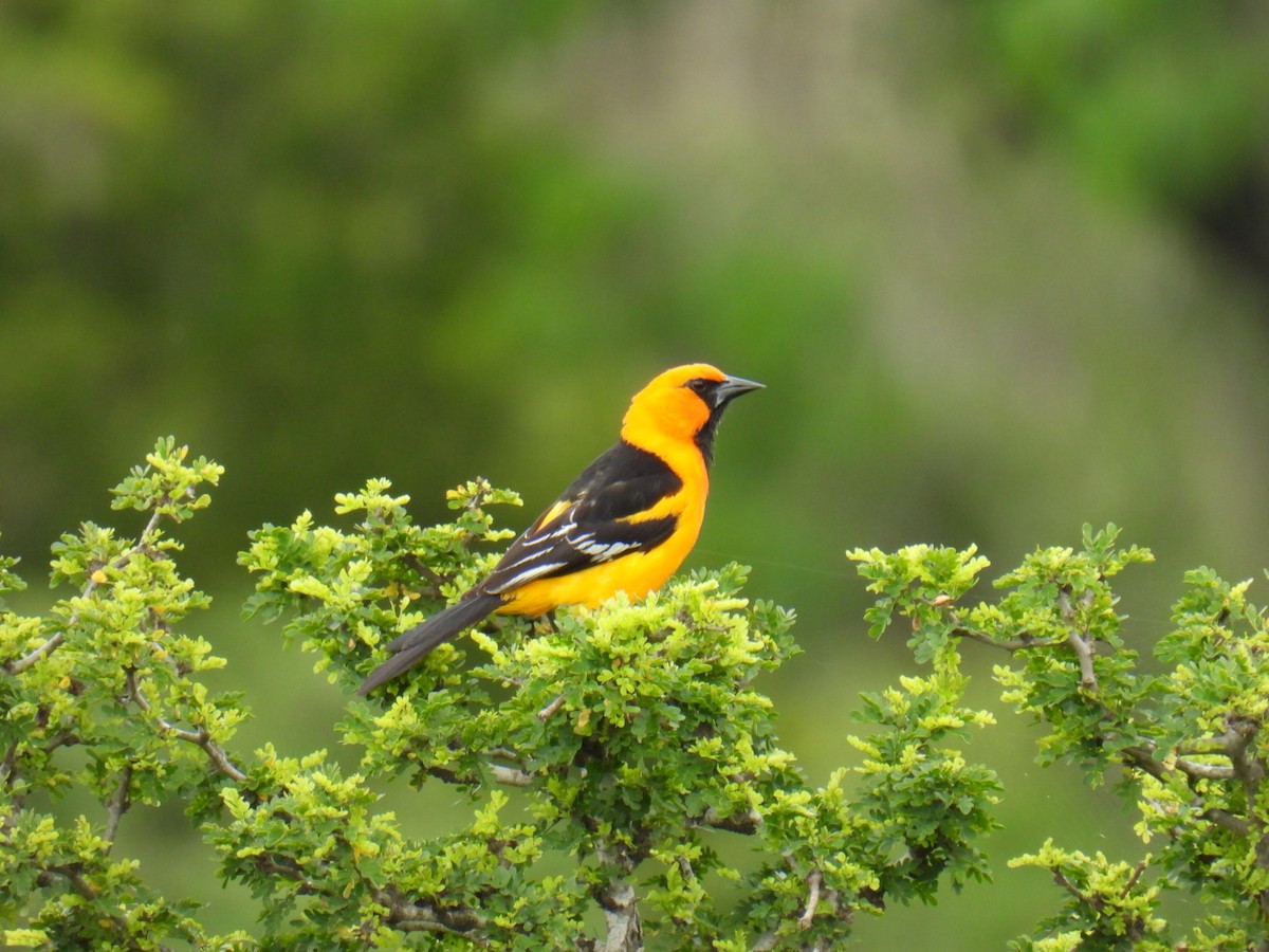 Altamira Oriole - ML555827841