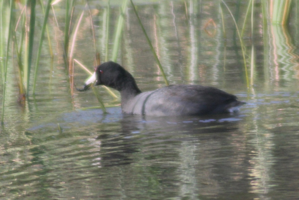 American Coot - ML555828851