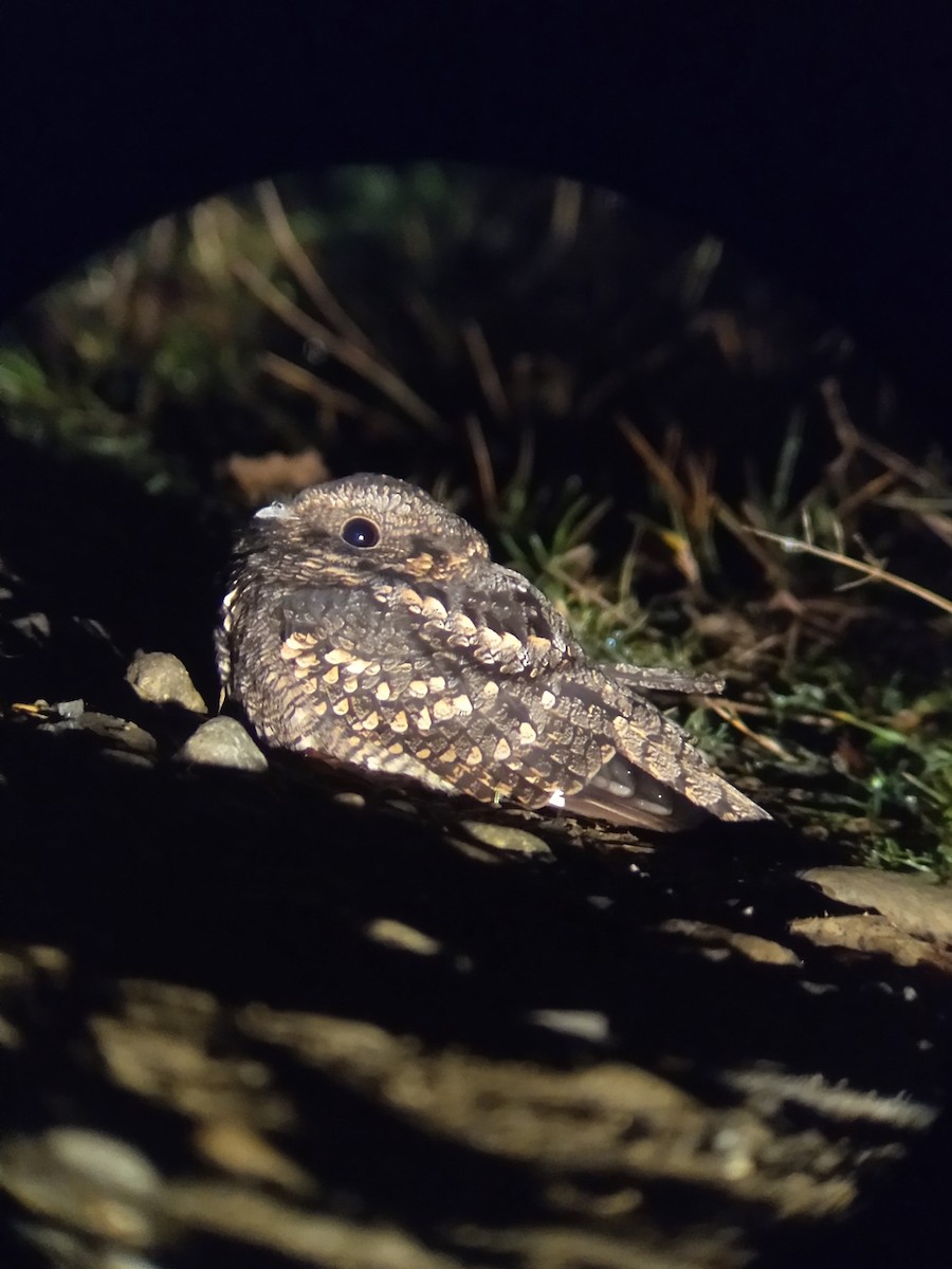 Band-winged Nightjar - Eduardo Quintanilla