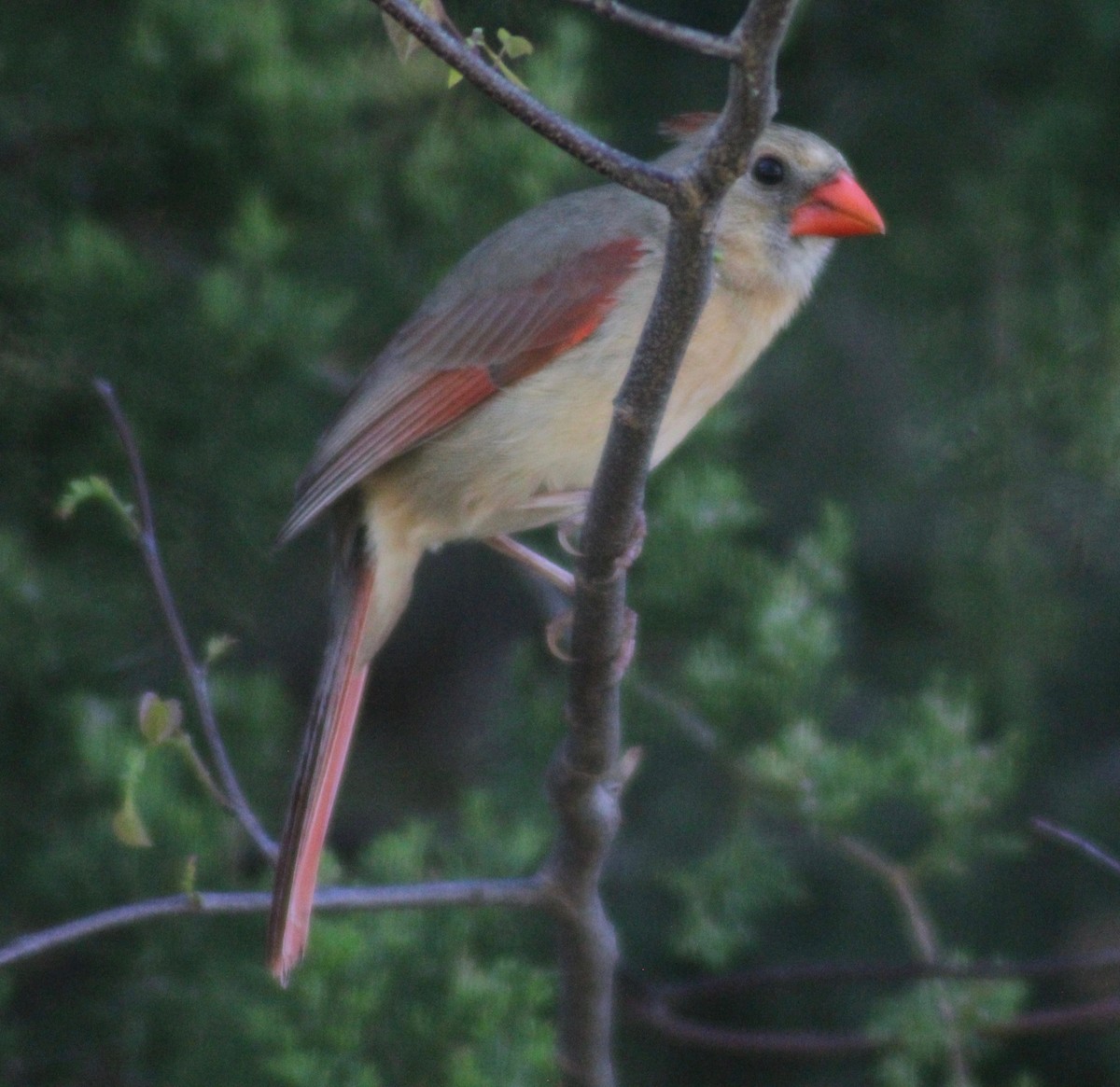 Northern Cardinal - David Brotherton, cc