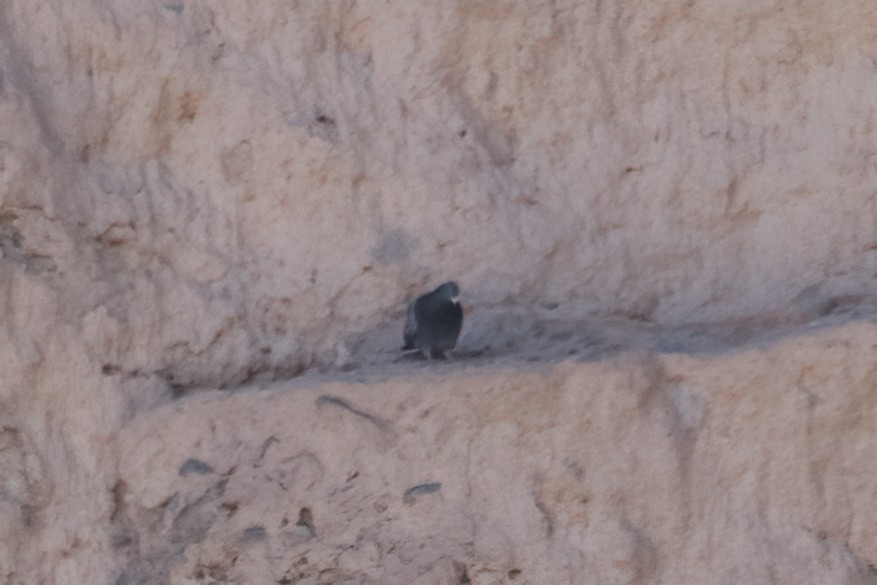 Rock Pigeon (Feral Pigeon) - ML555829301