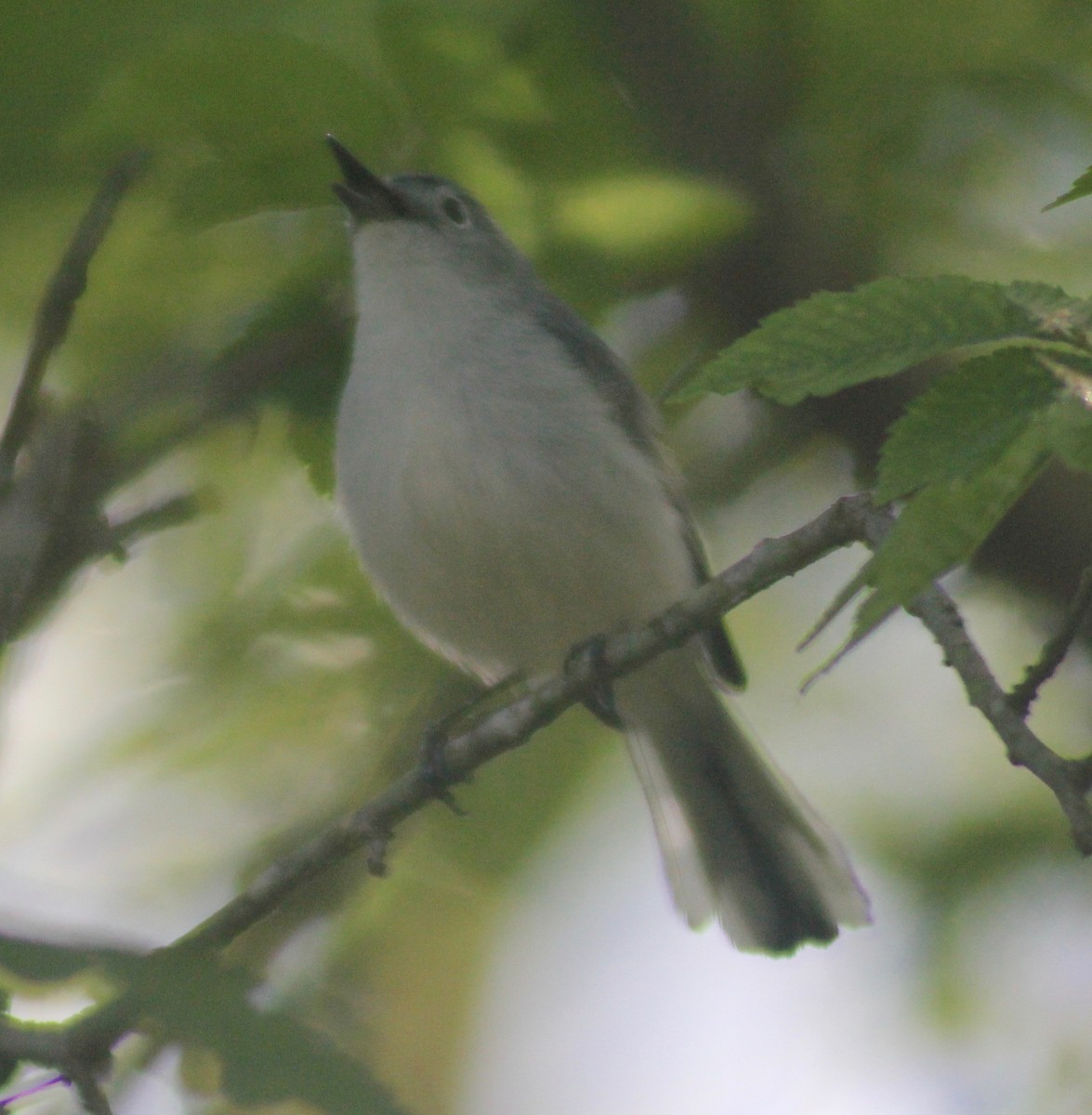 Blue-gray Gnatcatcher - ML555829431