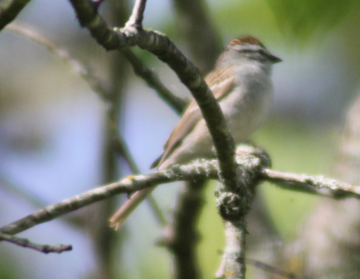 Chipping Sparrow - ML555829551