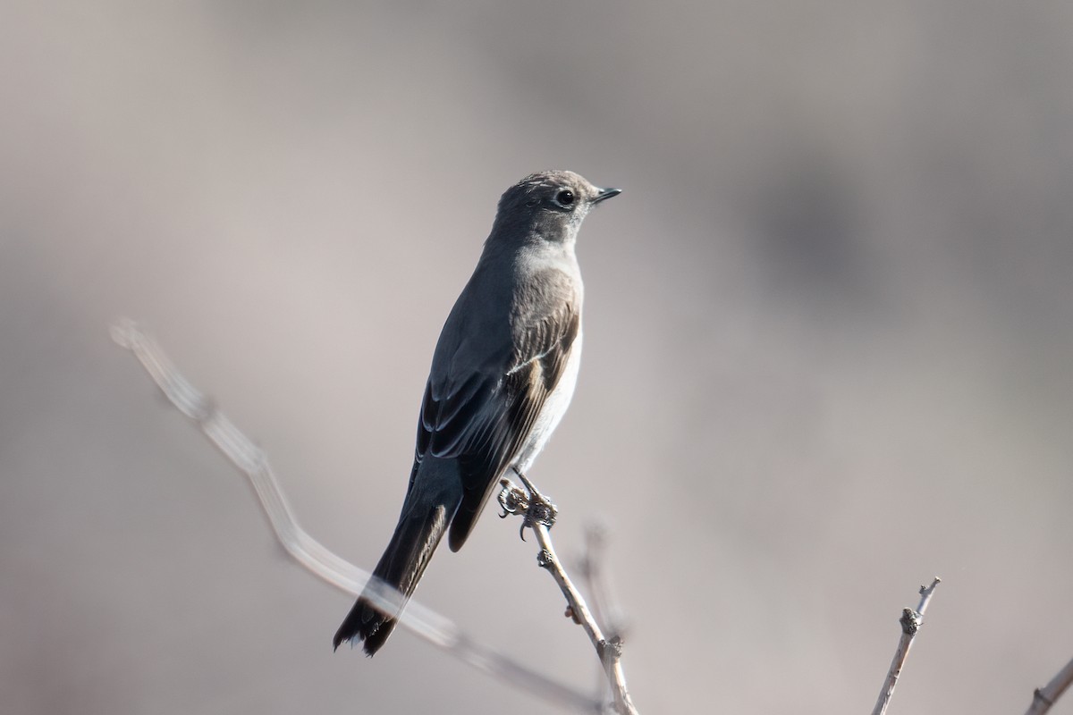 Townsend's Solitaire - ML555829631