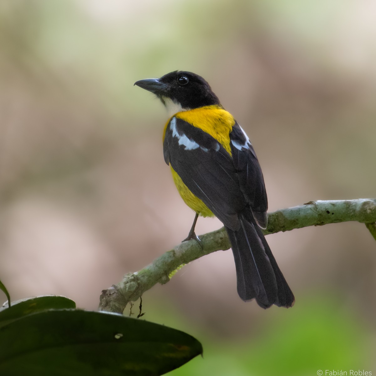 White-throated Shrike-Tanager - FABIAN ROBLES