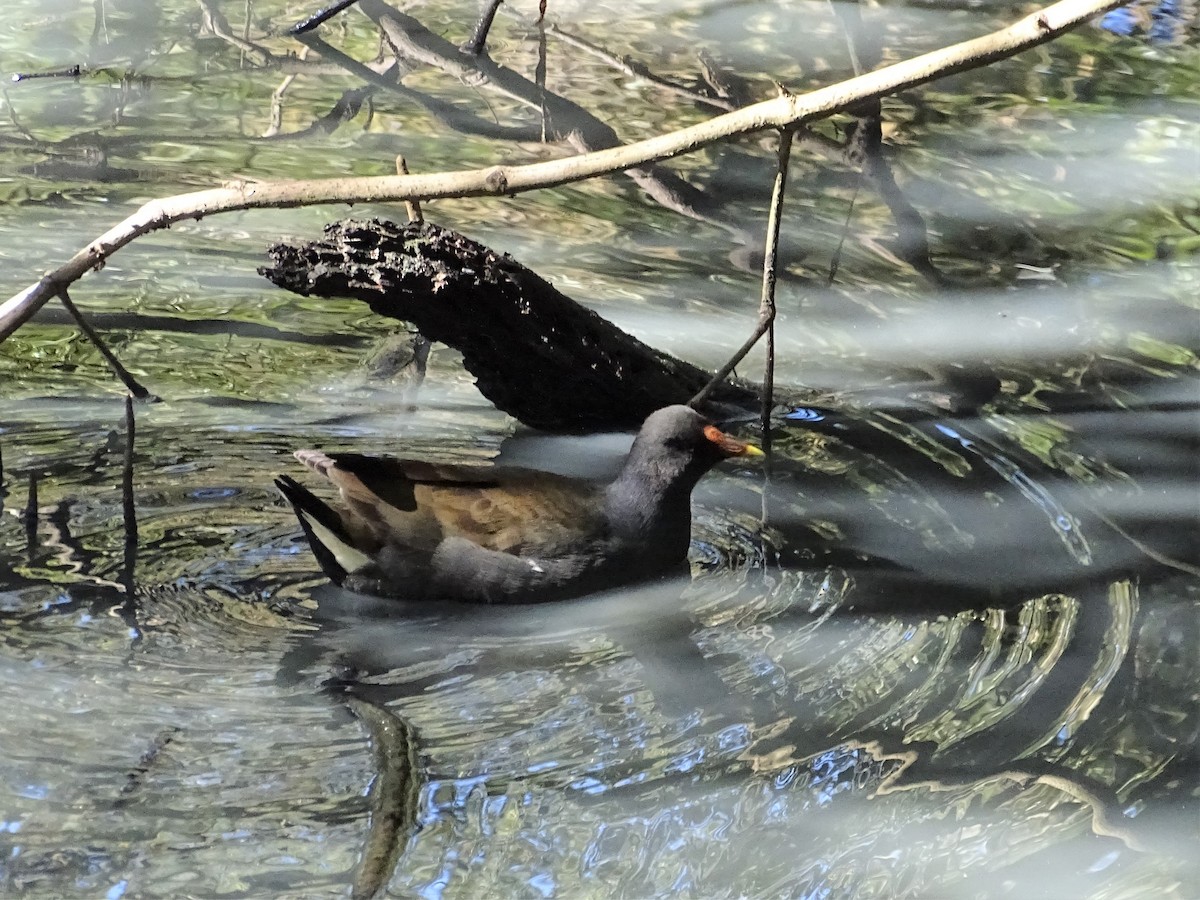 Dusky Moorhen - ML555830991