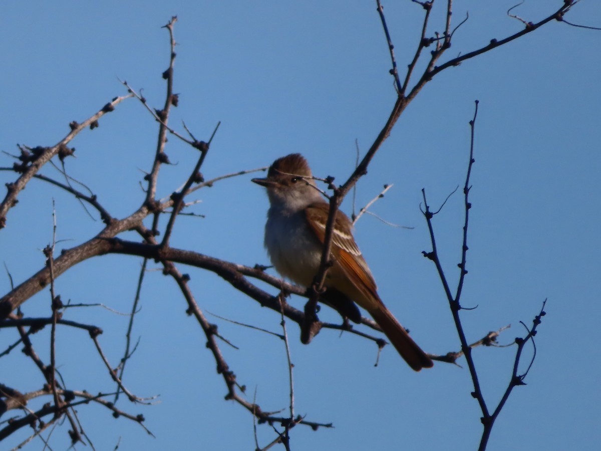 Ash-throated Flycatcher - J.A. Jensen