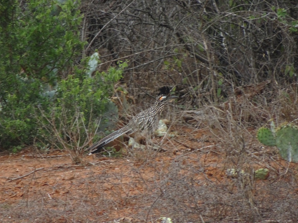 Greater Roadrunner - ML555831571