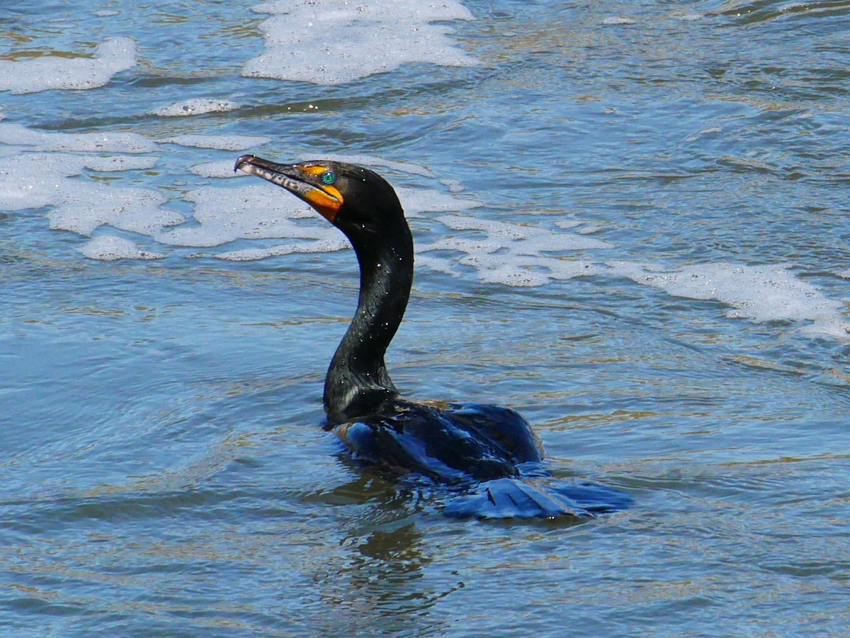 Double-crested Cormorant - Devin Houmand