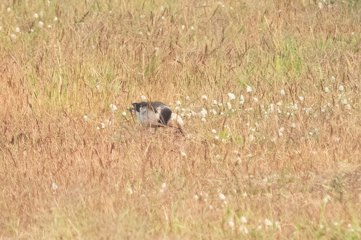 Black-collared Starling - ML555833431