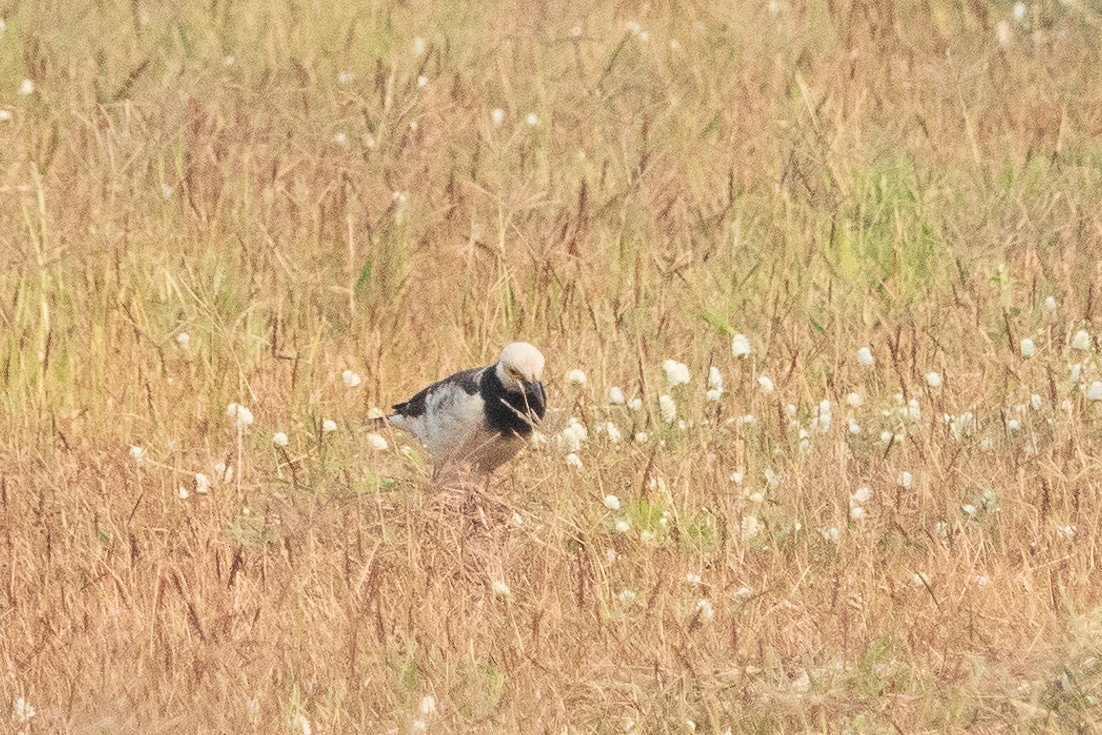 Black-collared Starling - ML555833441