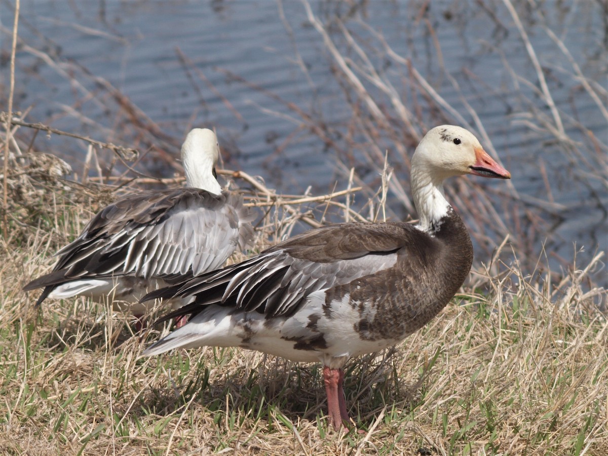 Snow Goose - ML555833951