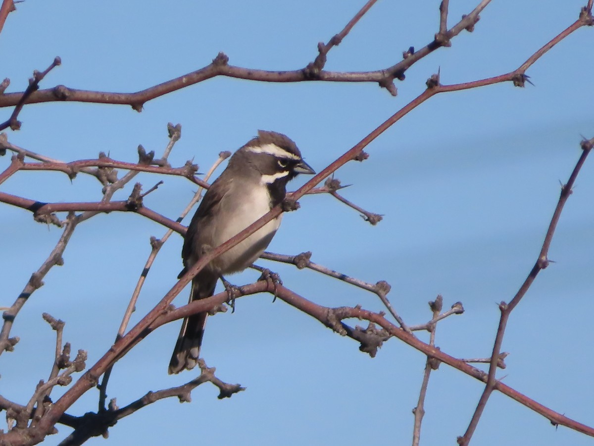 Black-throated Sparrow - J.A. Jensen
