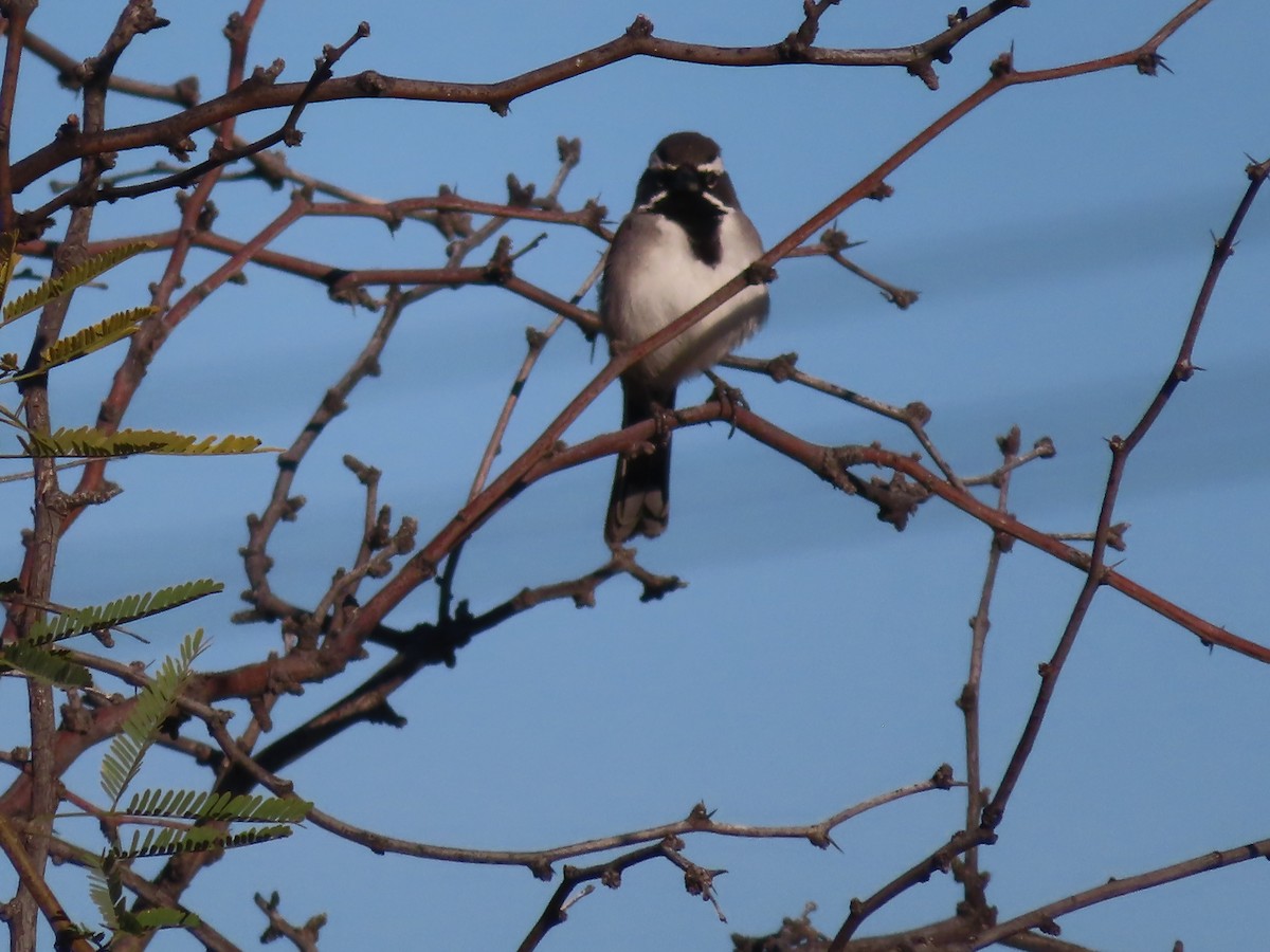 Black-throated Sparrow - J.A. Jensen