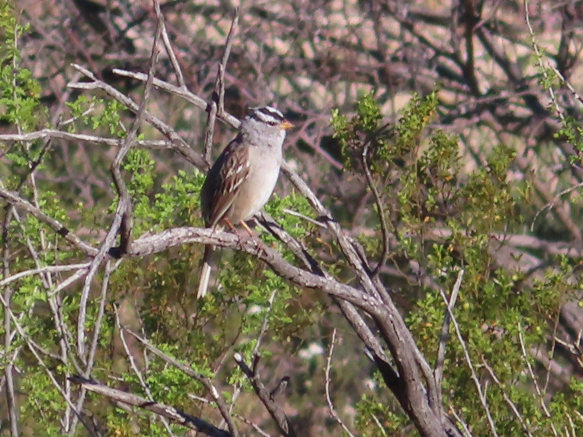 Bruant à couronne blanche - ML555834121