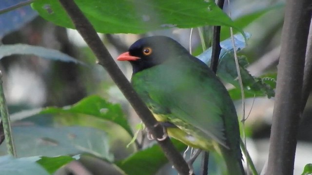 Cotinga de Lubomirsk - ML555834481